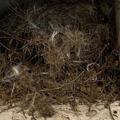bird nest removal Cheshire chimney sweep