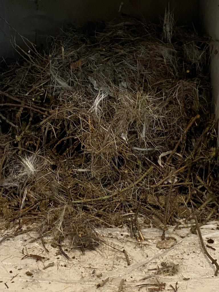bird nest removal Cheshire chimney sweep
